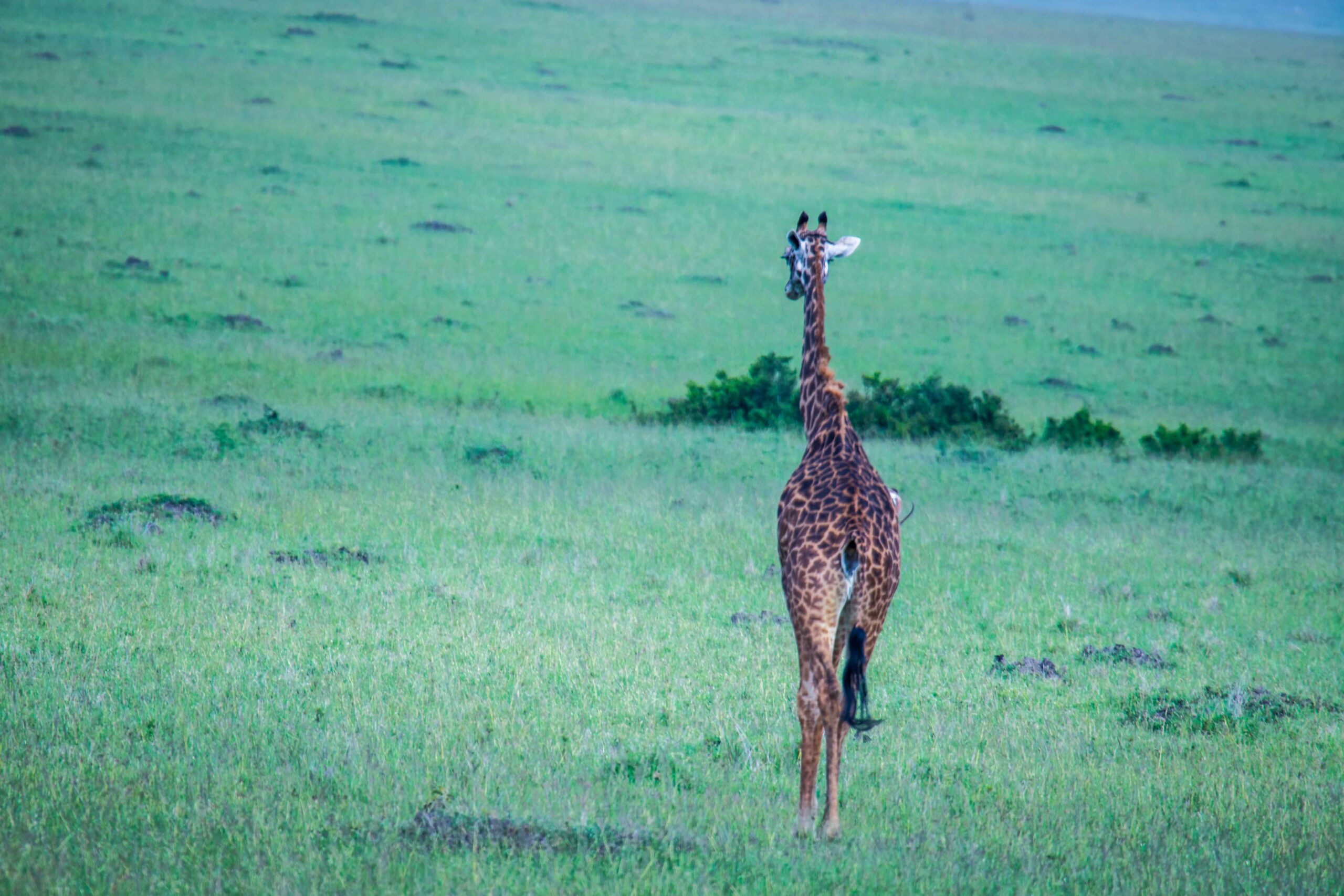 IMG_7000-scaled